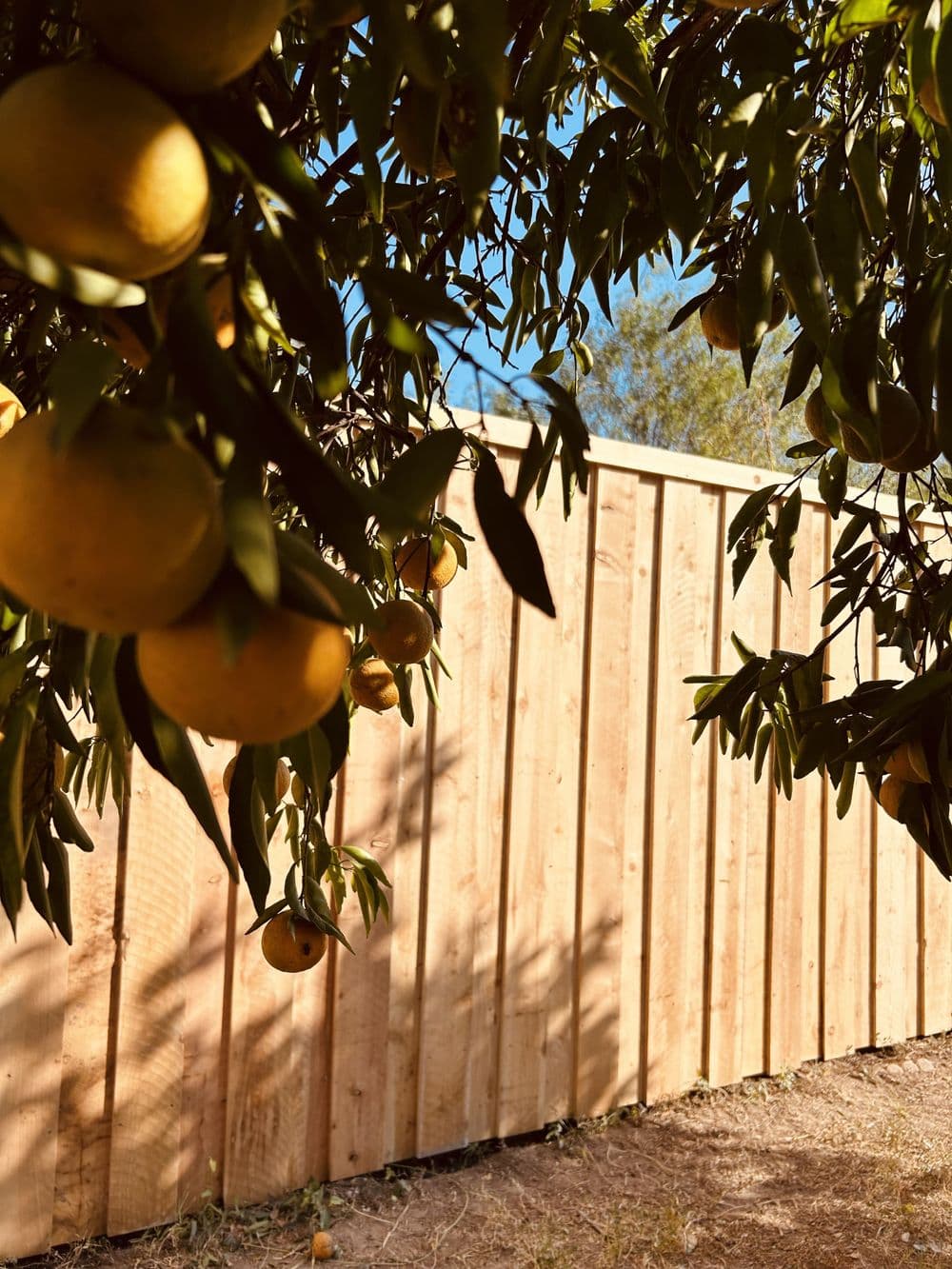 Gallery photos for Wood Privacy Fences: Image #13